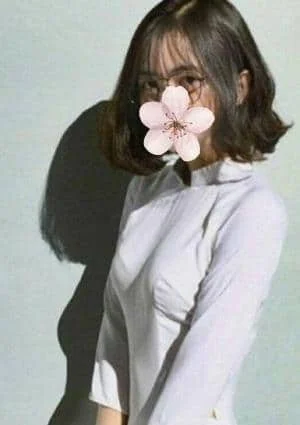 サクラ。ベトナム